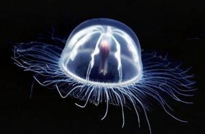 10-meduza